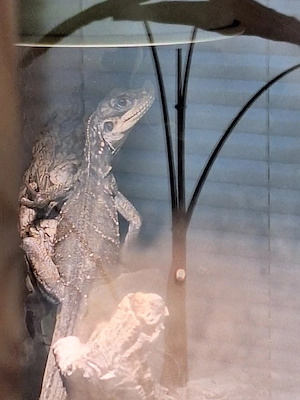 Segelechse Hydrosaurus amboinensis 