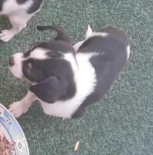 chihuhua welpen suchen zuhaus beschreibung lesen 