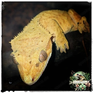 4 Kronengeckos Damen suchen neues Zuhause