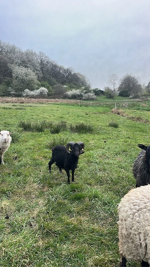 Quessantschaf Bock aus 2024 