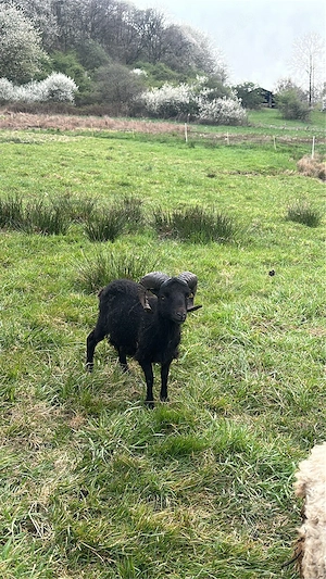 Quessantschaf Bock aus 2024  Bild 2