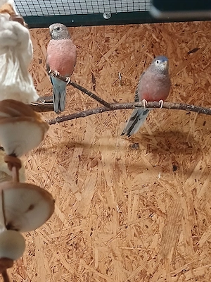 Bourkesittiche  Bild 2