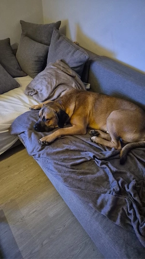 cane corso - mix  Bild 2