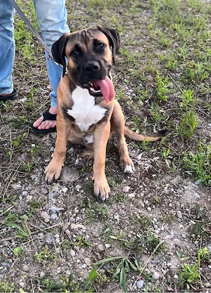 cane corso - mix  Bild 8