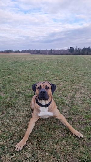 cane corso - mix  Bild 10