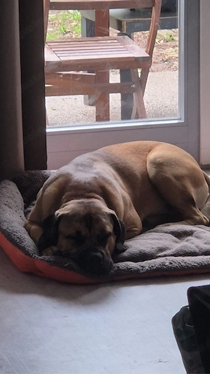 cane corso - mix  Bild 6