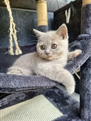 BKH Kitten lilac weiblich 