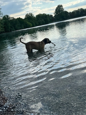 cane corso - mix  Bild 5