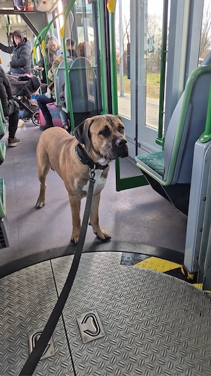 cane corso - mix  Bild 9