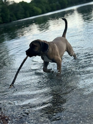 cane corso - mix  Bild 3