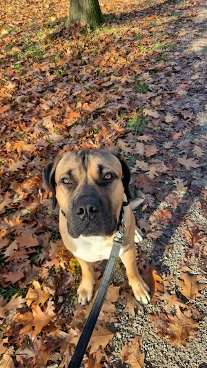 cane corso - mix  Bild 7