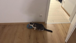 Katze weiblich 3 jahre