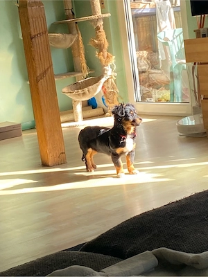 Kleine Ivy, 5 Monate sucht ein für immer Zuhause