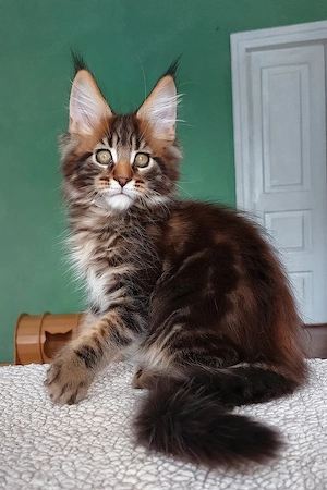 Bezaubernder, 3 Monate alter Maine-Coon-Kater sucht ein liebevolles Zuhause für immer.
