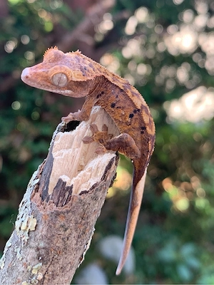 0.0.1 Correlophus Ciliatus (Kronengecko) Harlequin Gecko