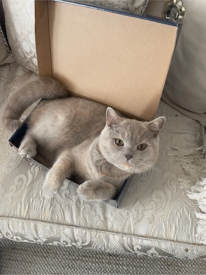 Britisch Kurzhaar Katze