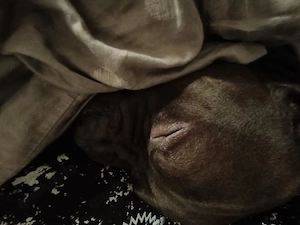 Loki American Bully XL 