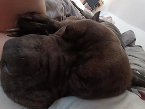 Loki American Bully XL 