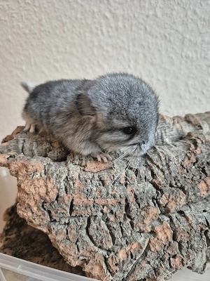 Standard 67% BDt Angora Böckchen aus liebevoller Hobbyzucht. Preis auf Anfrage. 