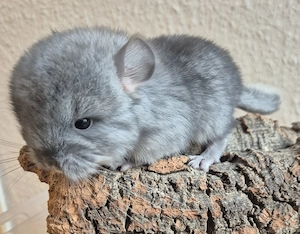 Saphir Velvet 67% AVt Angora Weibchen aus liebevoller Hobbyzucht. Preis auf Anfrage. 