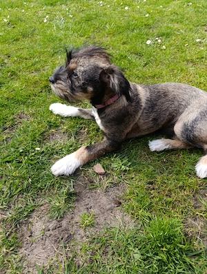 Dackel Parson Russell mix