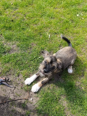 Parson Russell Terrier Dackel Mix 