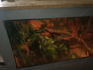 lemonblast weibchen het clwon  Bild 5