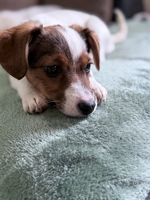 Klein süße Maus Jack Russell Terrie