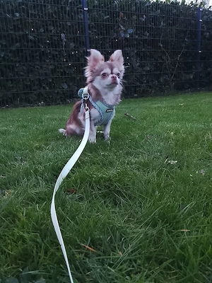 Chihuahua Husky Rüde langhaar