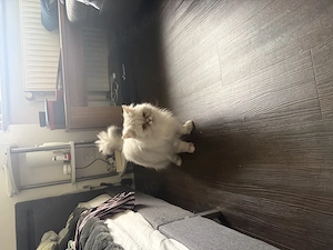 Ein jährige Langhaar Katze 