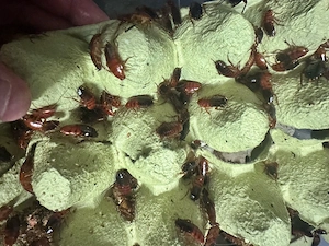 Schokoschaben Shelfordella lateralis