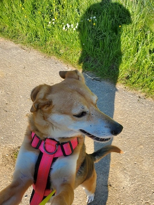 Dringend Zuhause gesucht