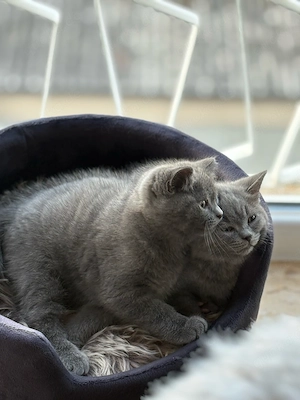 2 Kater suchen noch ein Zuhause ab sofort Bild 7