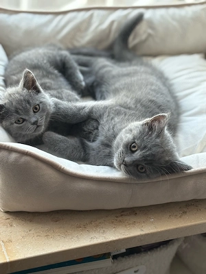 2 Kater suchen noch ein Zuhause ab sofort Bild 6
