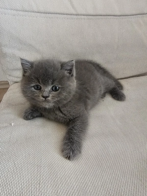 Birtisch Kurzhaar Babykatzen