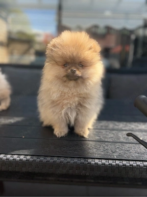 pomeranian Boo
