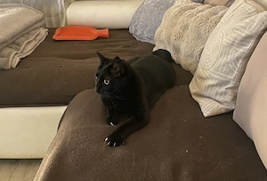 Nala 3 Jahre sterilisiert sucht zu Hause mit Freigang 