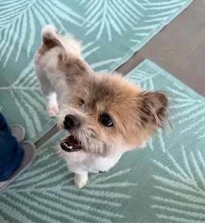 Gizmo sucht sein Zuhause! 