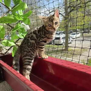 Wunderschöne Bengal Kitten 