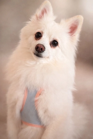 Liebevolle Zwergspitz-Hündin  Ayla  sucht ein neues Zuhause   