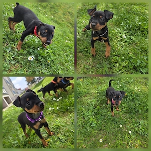 Zwergpinscher Welpen abgabebereit ab 23.04.26