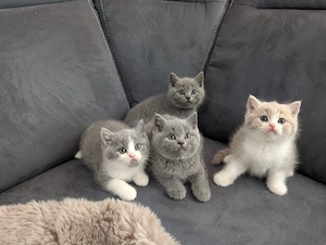 BKH kitten reinrassig