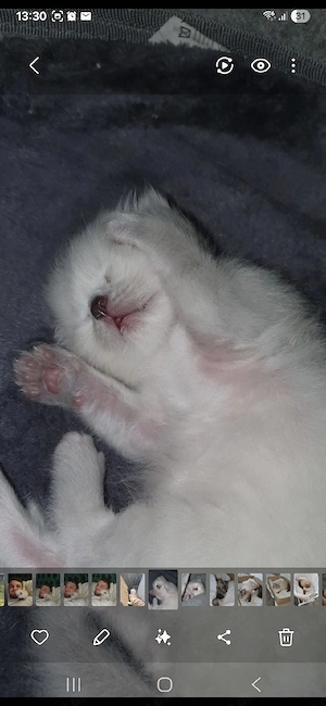 Heilige Birma Kitten 