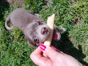 Chihuahua Langhaar Rüde Reinrassig 