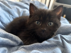 BKH Kitten Männlich 