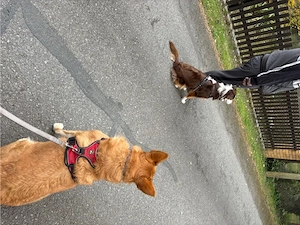 Auf der suche nach einem Kollegen  