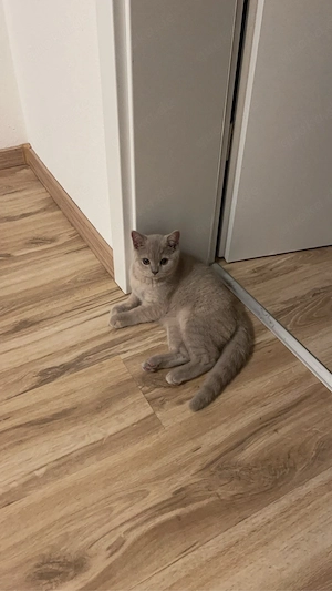 Britisch Kurzhaar Katze