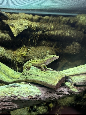 1.2 Anolis sagrei Bahamaanolis Bild 3