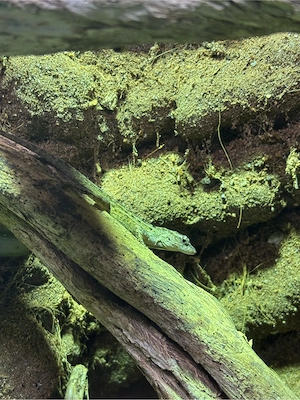 1.2 Anolis sagrei Bahamaanolis Bild 4