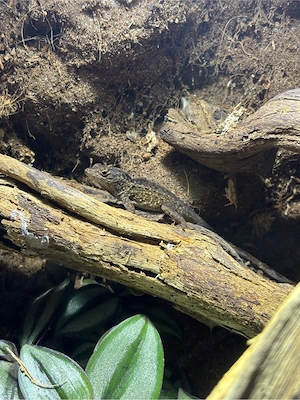 1.2 Anolis sagrei Bahamaanolis